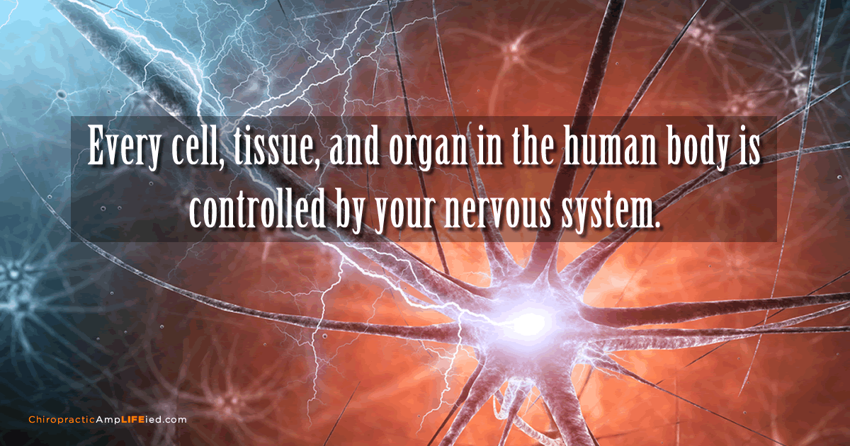 脳神経系が身体をコントロールしています