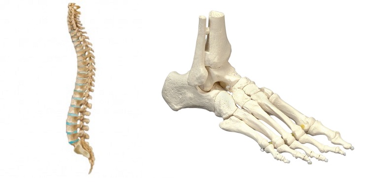 足と背骨の関係性