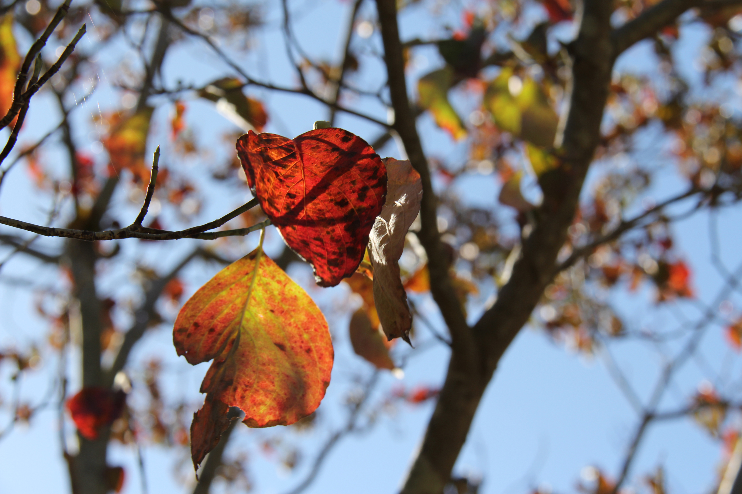 秋の木の葉