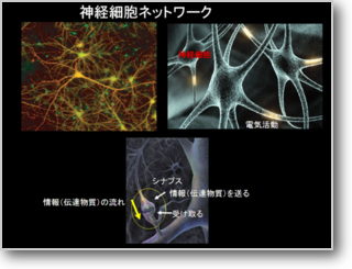 神経細胞ネットワーク