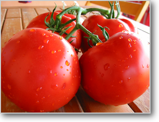 夏の食材トマト